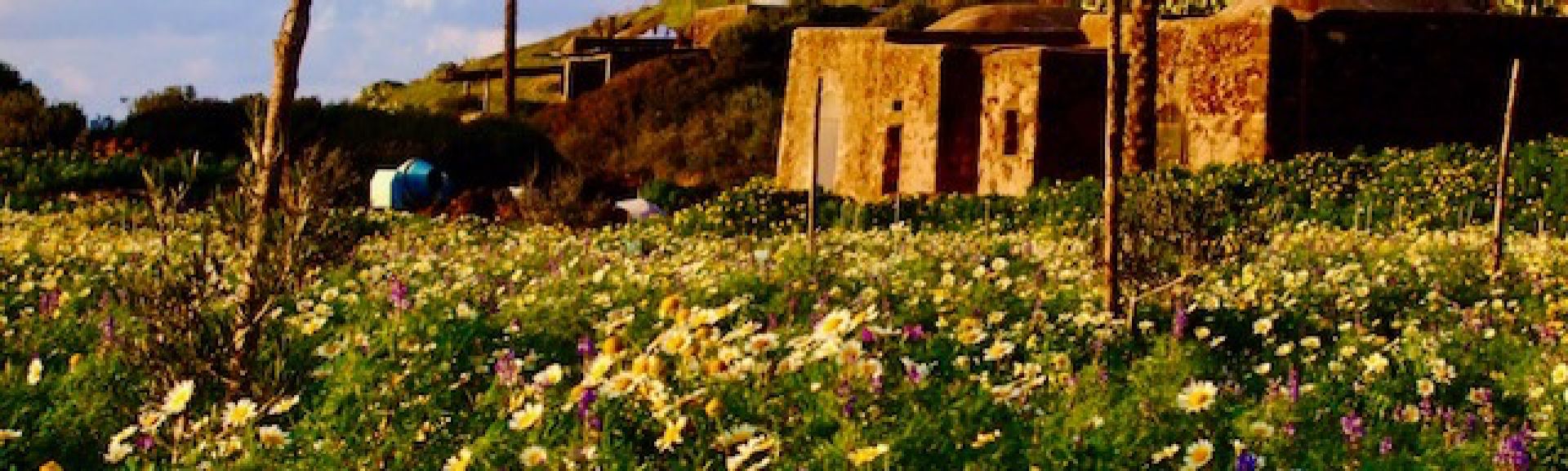 Vendita Proprietà indipendente Pantelleria - DAMMUSO CUNIGGHIO Località Isola di Pantelleria