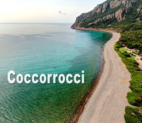 Coccorrocci