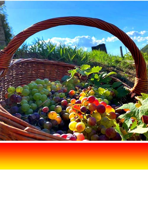 Case in campagna e immobili rurali in vendita