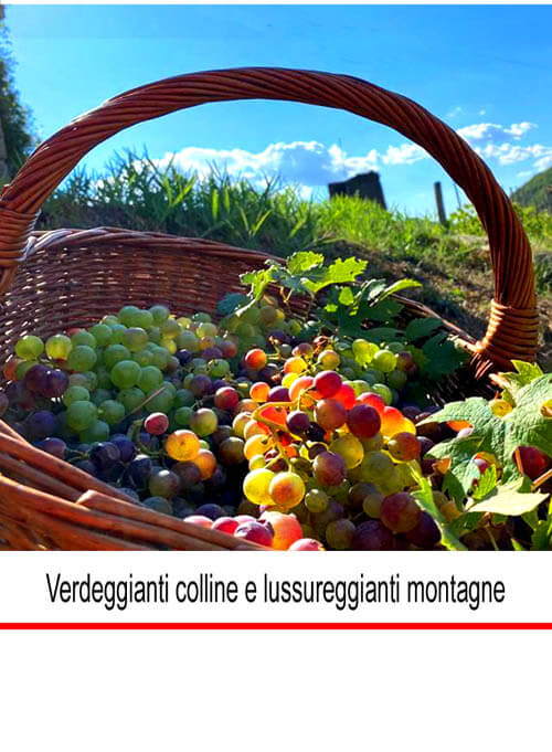 Case in campagna e immobili rurali in vendita